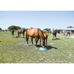 Mangeoire de prairie circulaire à lester : p1213103