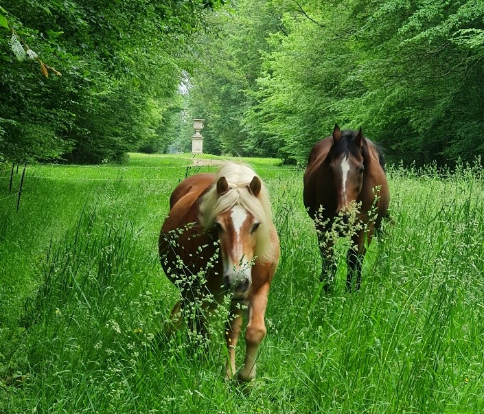 chevaux.jpg