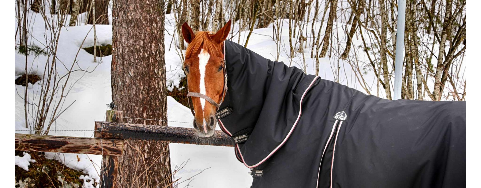 Comment Mesurer Mon Cheval ? Guide Tableau de Tailles Couverture