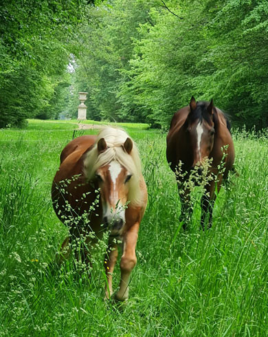 Comment aménager un pré favorable au bien-être de vos chevaux ?