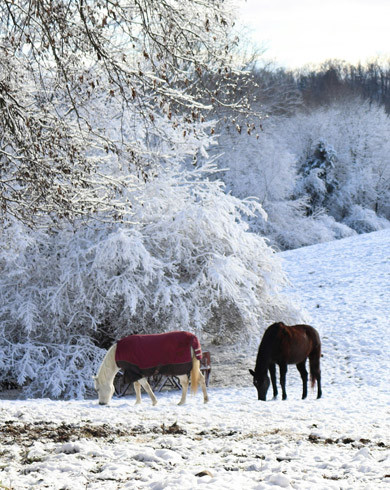 L’hivernage des chevaux