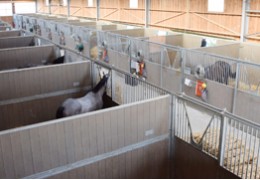 Comment construire ses boxes pour chevaux ?