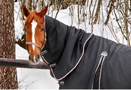 Bien choisir la taille de couverture de son cheval