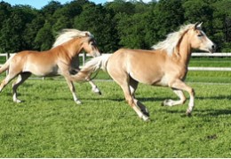 Le cheval au printemps : Du box à la prairie