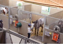 Comment calculer la surface du box nécessaire pour son cheval ?