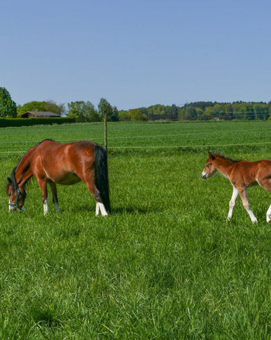 Soins requis et aménagement de l’écurie pour l’arrivée d’un poulain