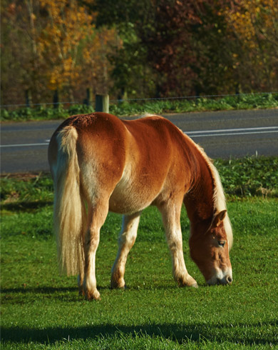 Nos conseils pour mettre son cheval au pré
