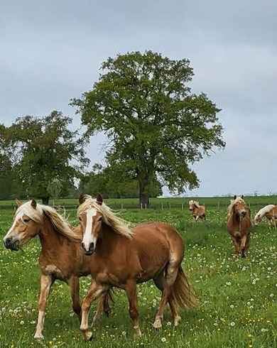 Comment préparer le pré de son cheval avec l’arrivée du printemps ?