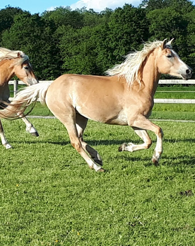 Le cheval au printemps : Du box à la prairie