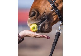 Alimentation du cheval : guide complet de la nutrition équine