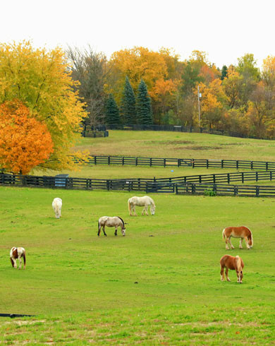 Comment aménager un pré favorable au bien-être de vos chevaux ?