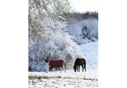L’hivernage des chevaux
