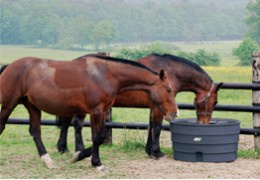 Abreuver ses chevaux en été