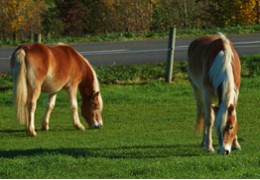 Nos conseils pour mettre son cheval au pré