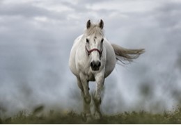 Le cheval peut-il vivre seul ?