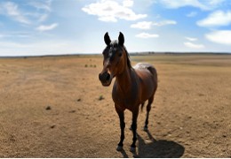 Tous nos conseils pour aider les chevaux en été