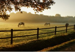 Comment aménager un espace clôturé pour chevaux ?
