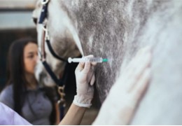 La pharmacie du cheval