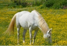 Quelles sont les plantes toxiques pour les chevaux ?