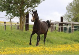 Le matériel nécessaire pour le cheval en prairie