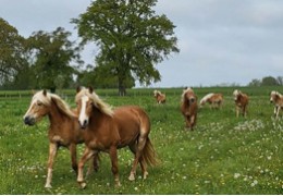 Comment préparer le pré de son cheval avec l’arrivée du printemps ?