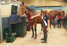Tous les soins à prodiguer pour son cheval