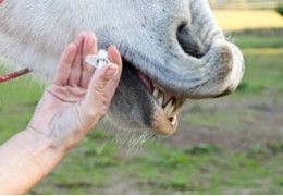La vermifugation du cheval